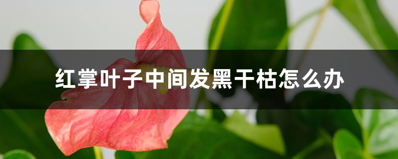 红掌叶子中间发黑干枯如何办