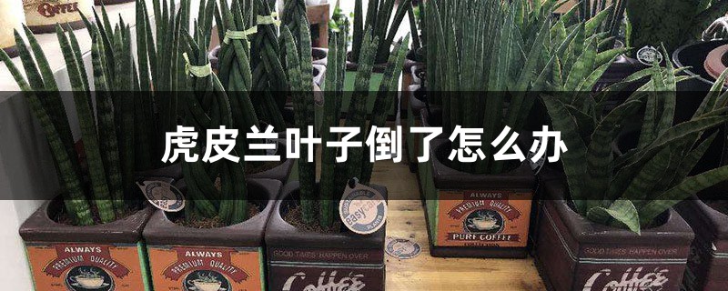 虎皮兰叶子倒了如何办