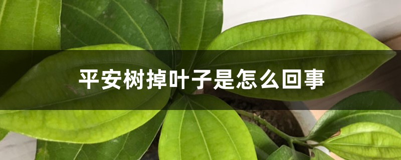 平安树掉叶子是如何回事