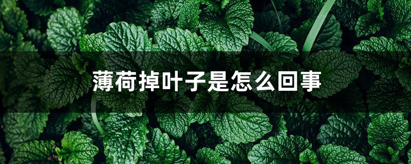 薄荷掉叶子是如何回事