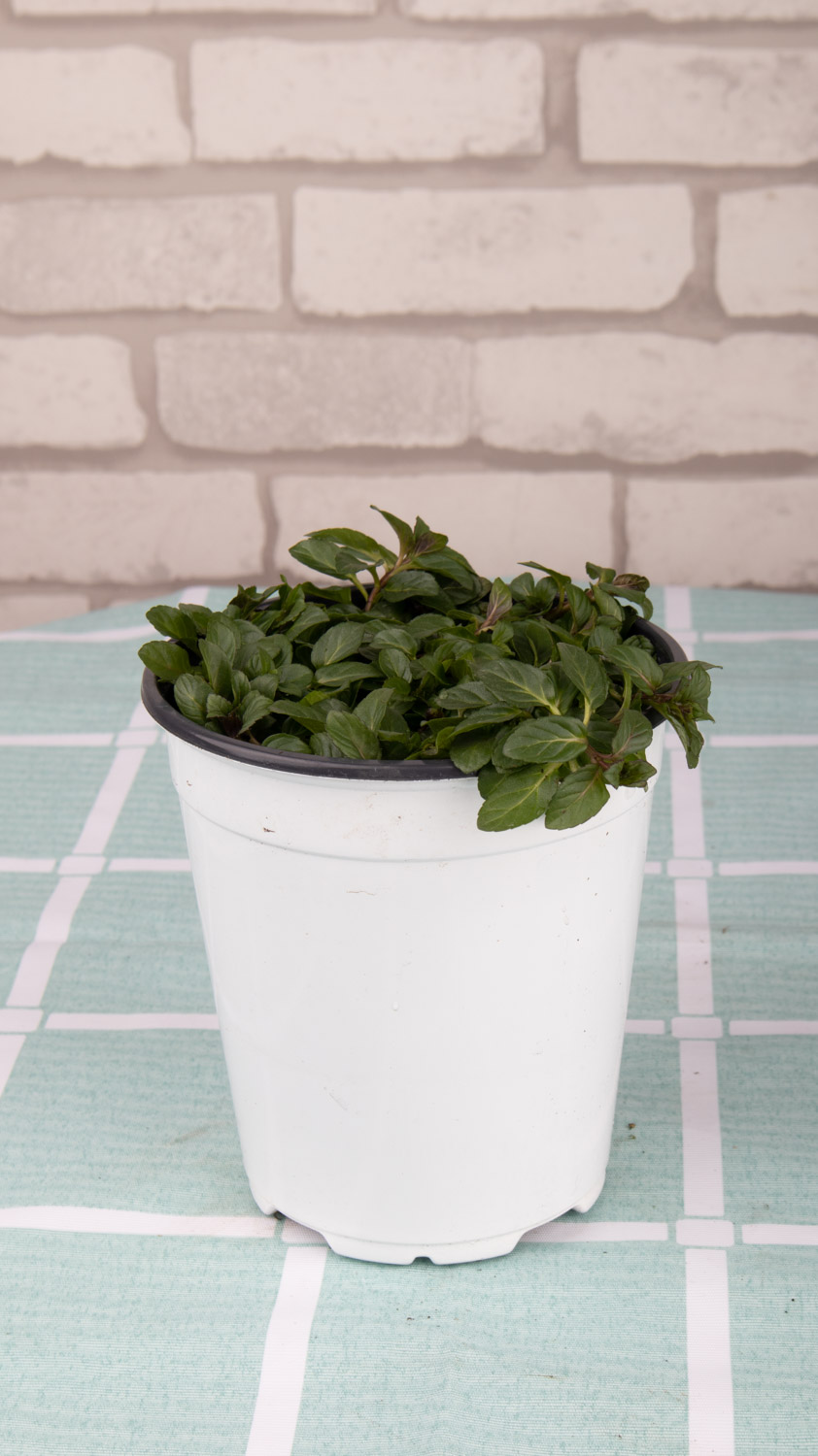 薄荷掉叶子是如何回事