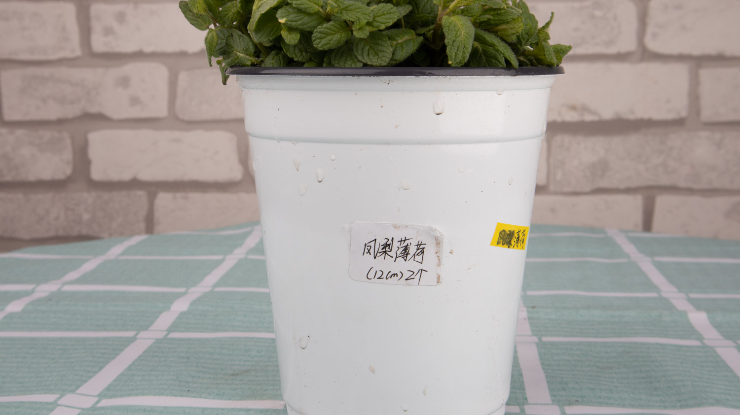 薄荷掉叶子是如何回事