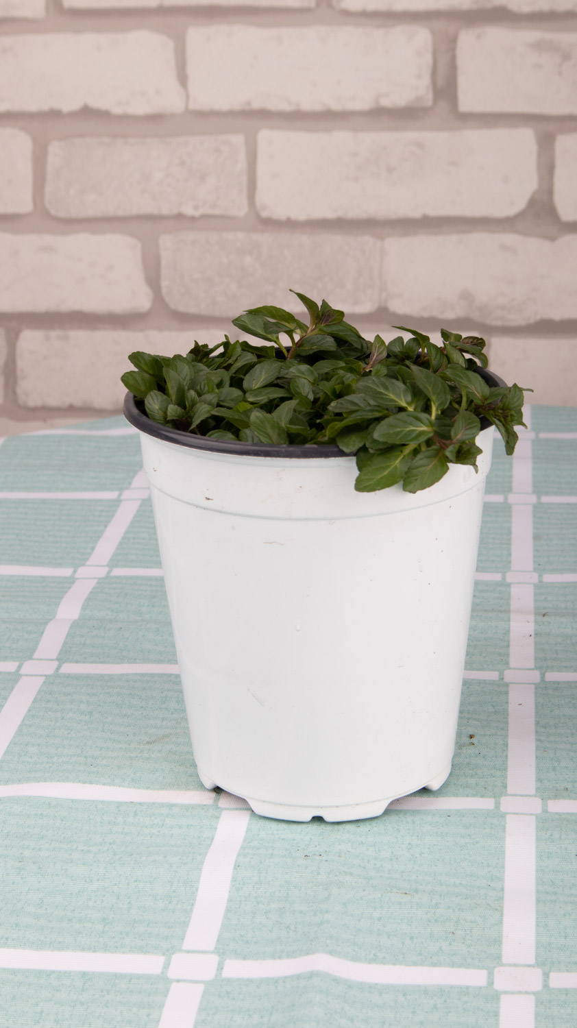 薄荷掉叶子是如何回事