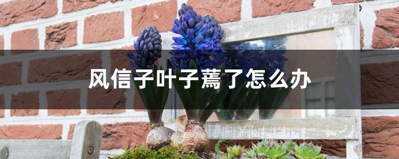 风信子叶子蔫了如何办