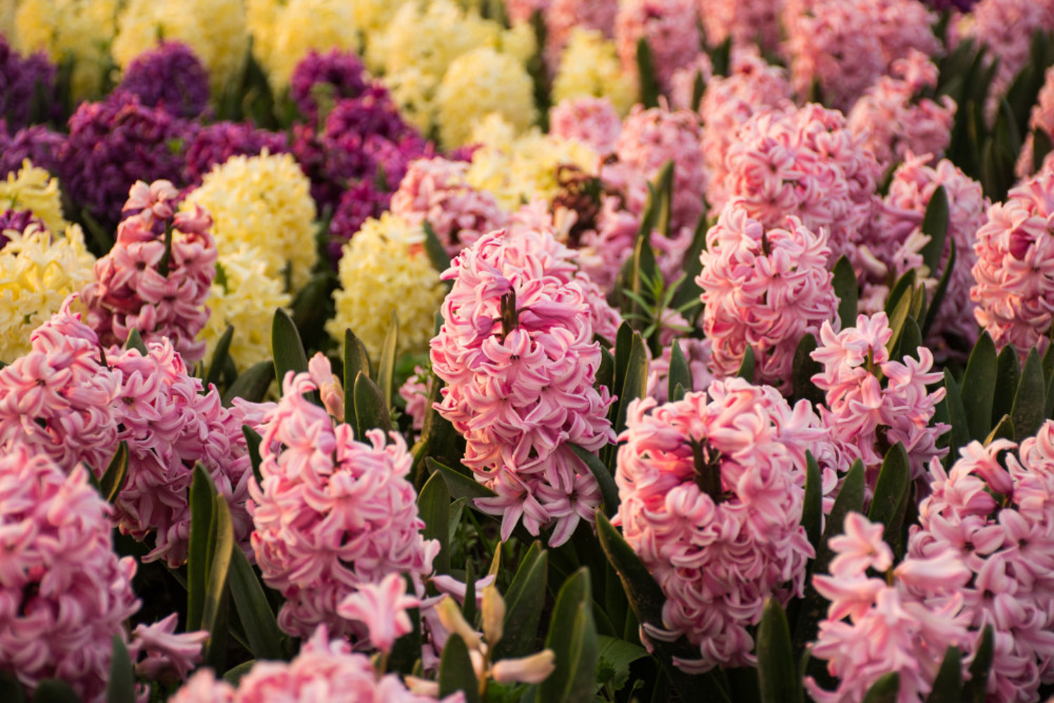 风信子 风信子叶子蔫了如何办