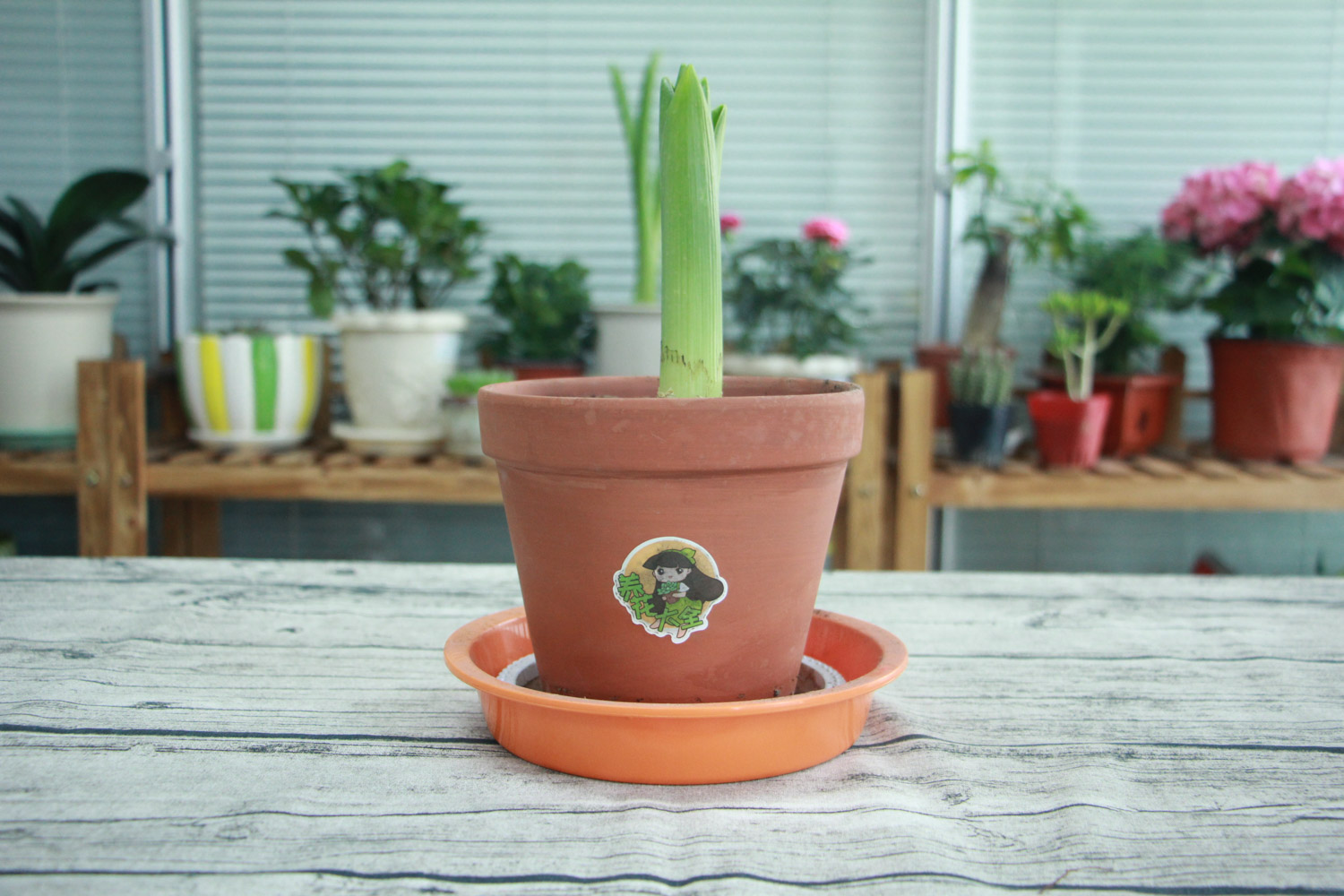 风信子 风信子叶子蔫了如何办