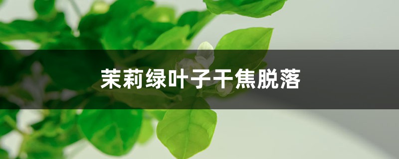茉莉绿叶子干焦脱落（原因和处理办法）