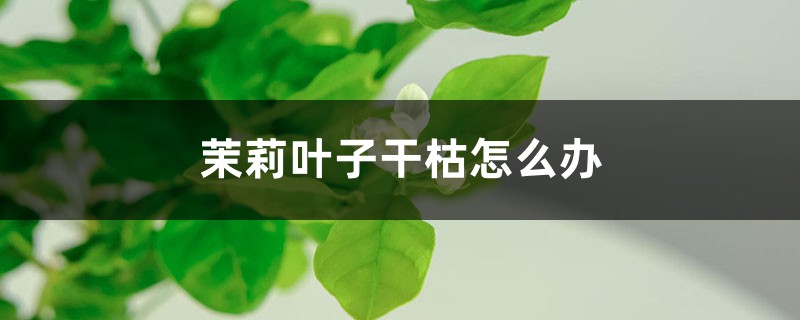茉莉叶子干枯如何办
