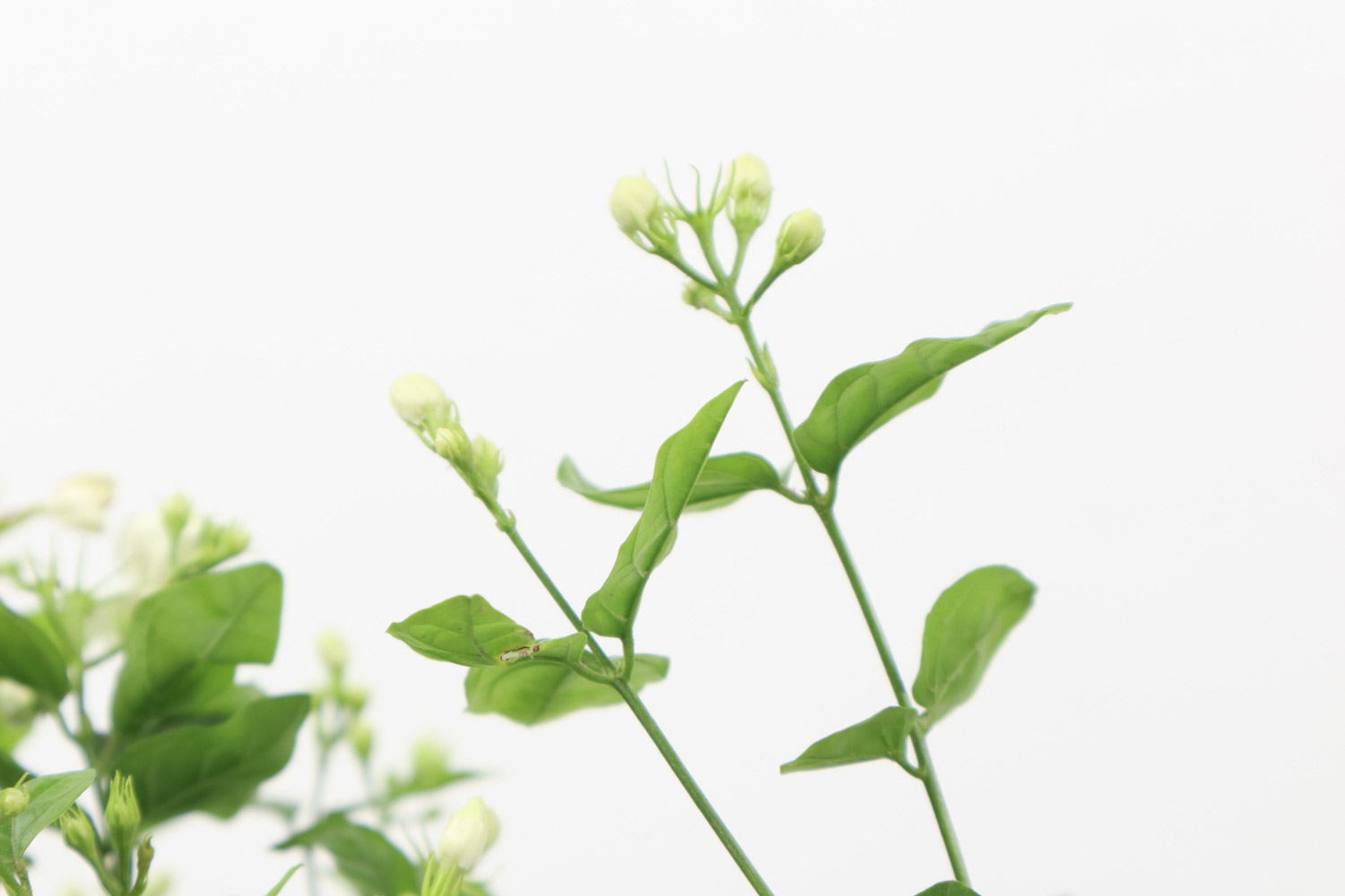 茉莉叶子干枯如何办