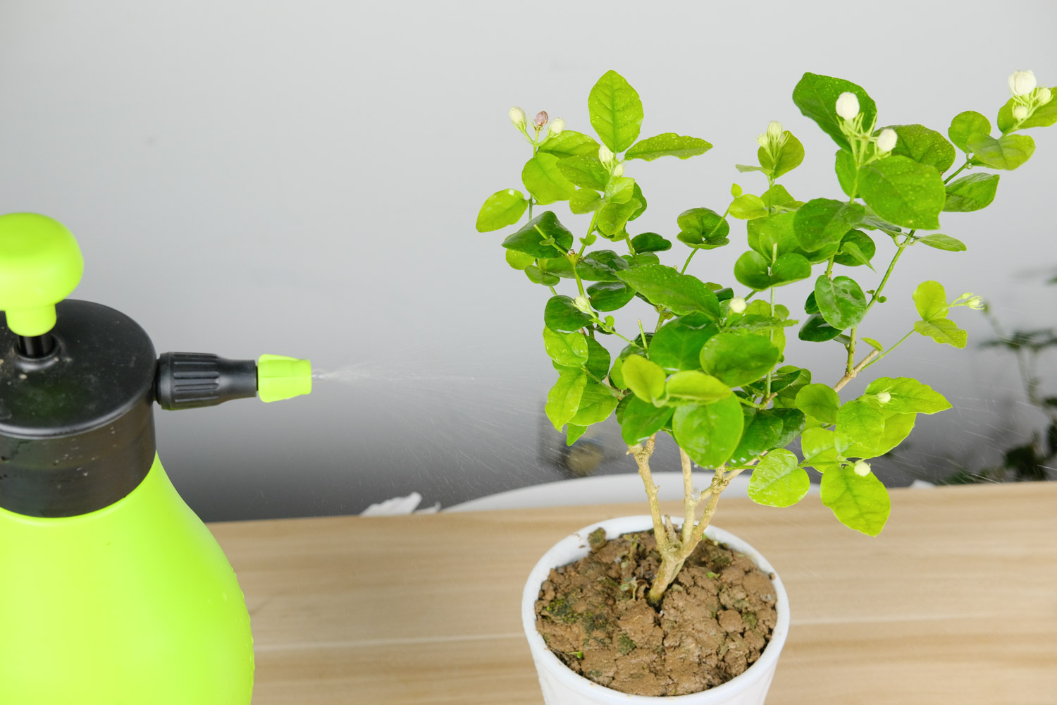 茉莉叶子干枯如何办