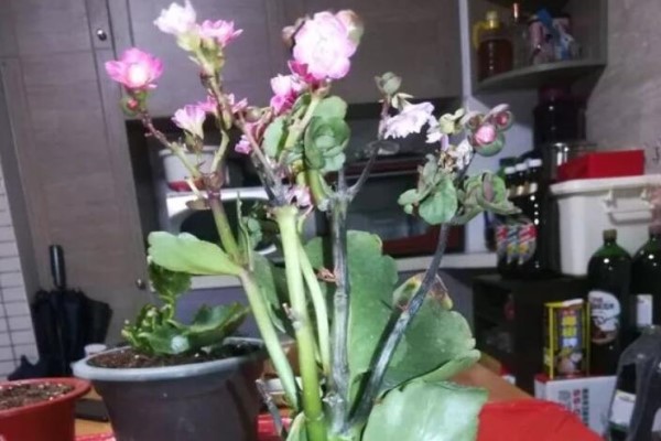 你家的长寿夏季又黑腐，人家的却爆花不断，咋回事？