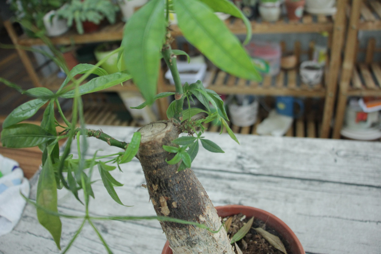 发财树 发财树水浇多了如何办