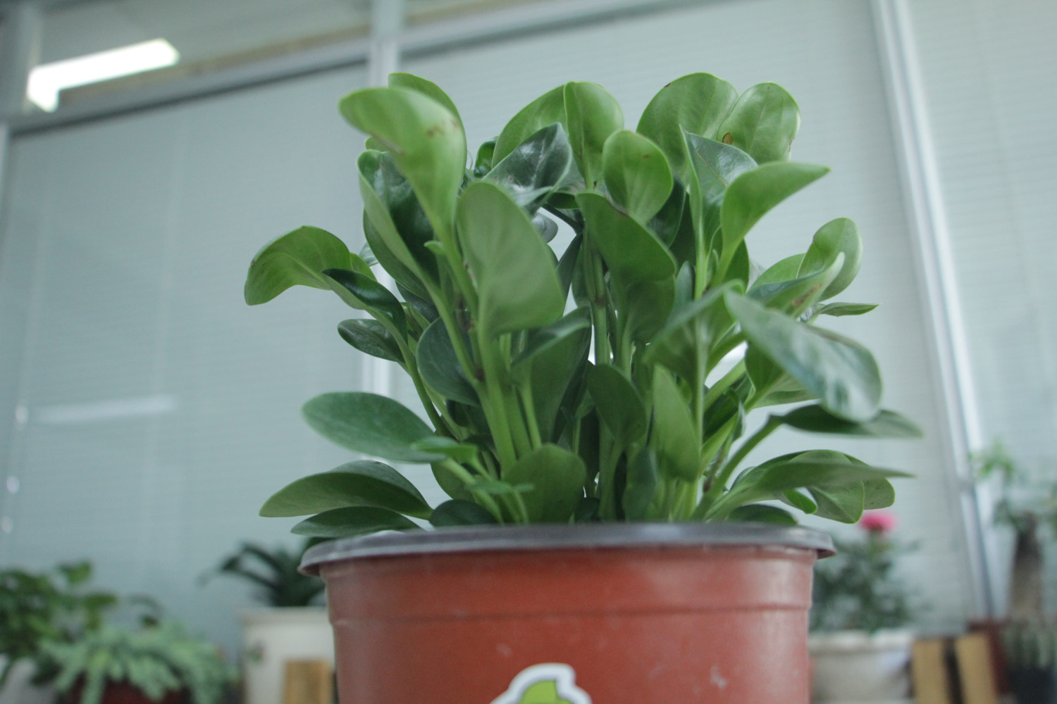 豆瓣绿叶子开裂如何处理