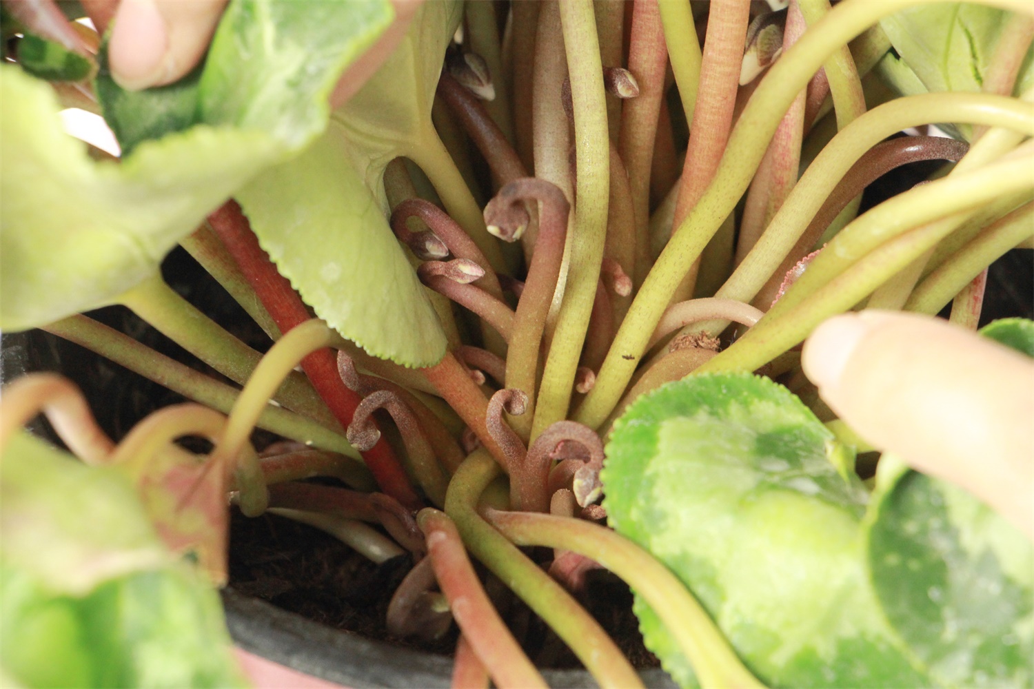 仙客来浇水多了如何办