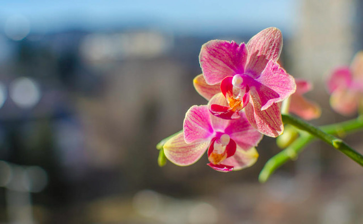 蝴蝶兰的花蔫了如何办