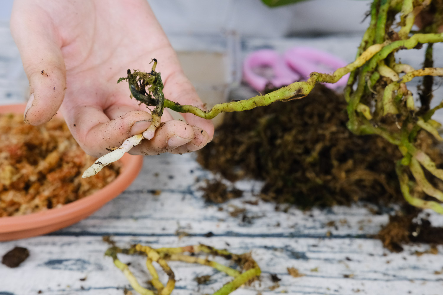 蝴蝶兰的花蔫了如何办
