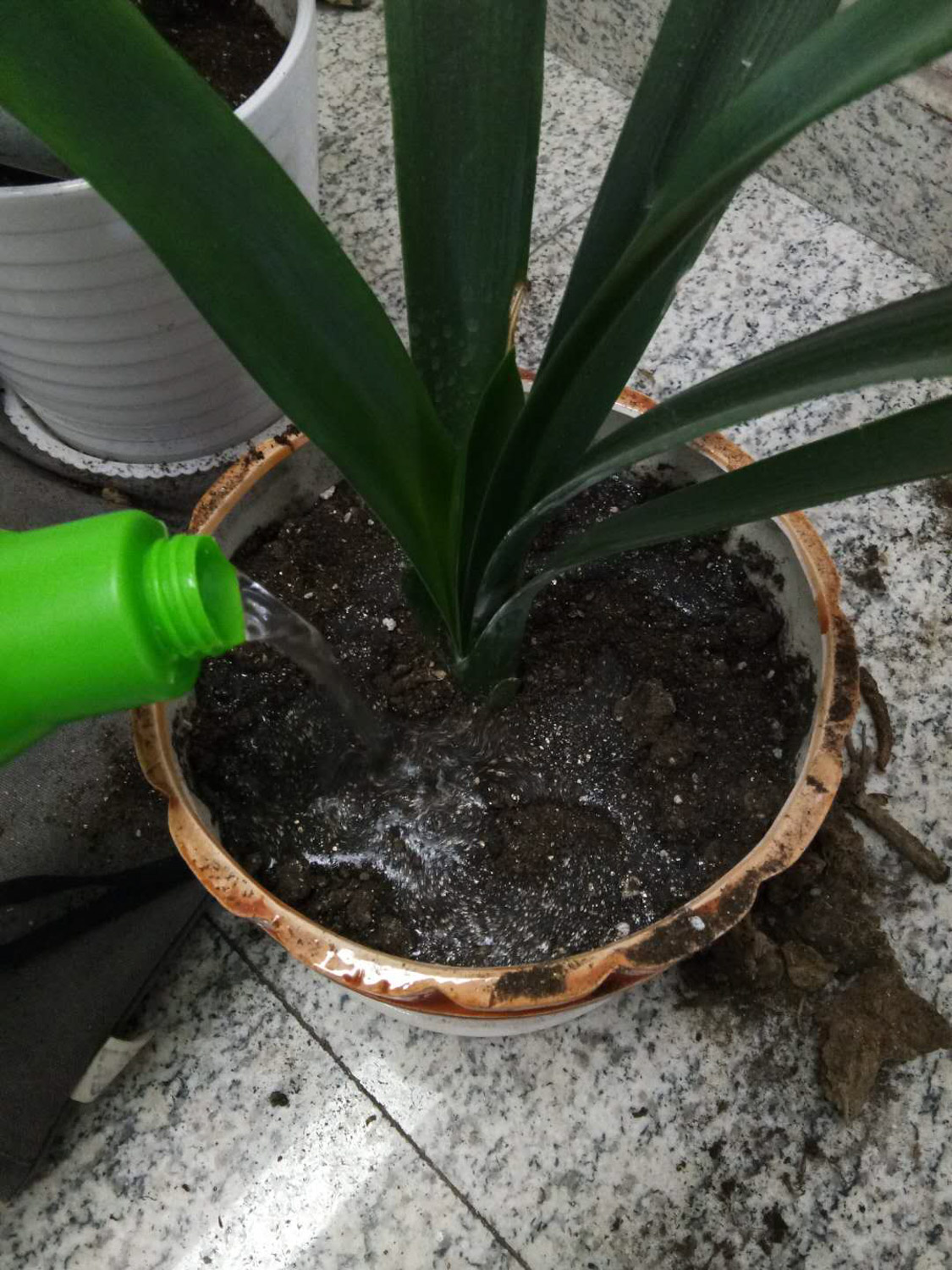 君子兰 君子兰不开花如何回事