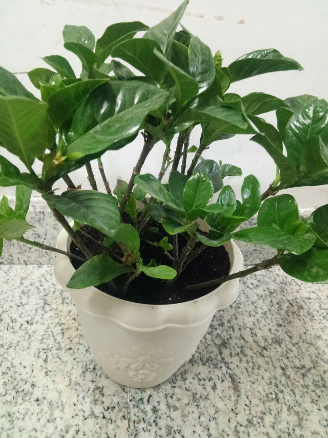 栀子花为何掉花苞