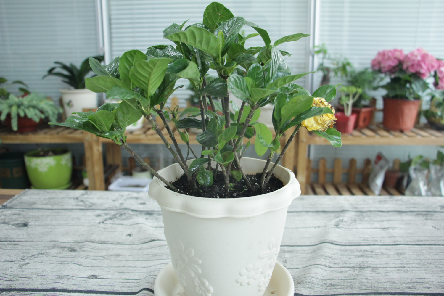 栀子花为何掉花苞