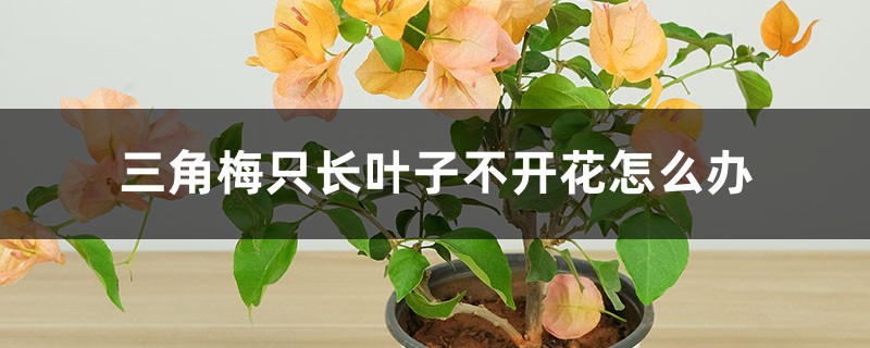 三角梅只长叶子不开花如何办