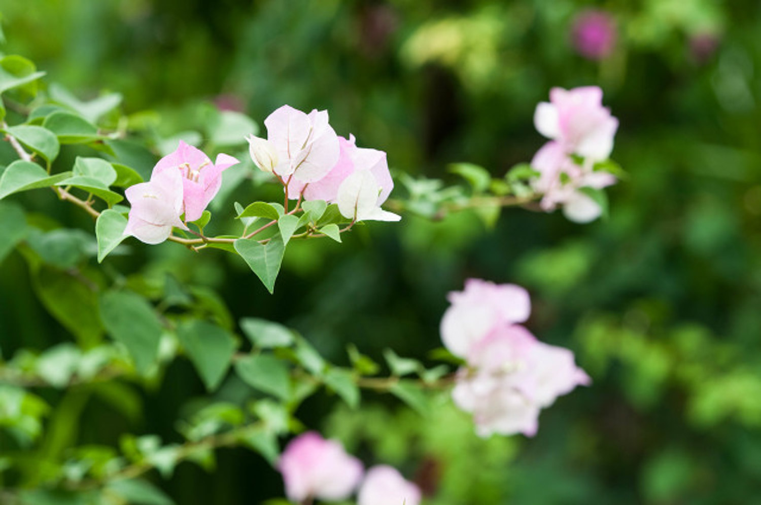 三角梅只长叶子不开花如何办