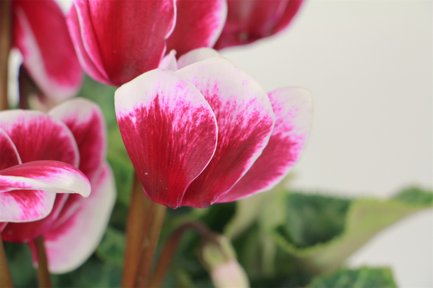 仙客来花叶倒下如何办