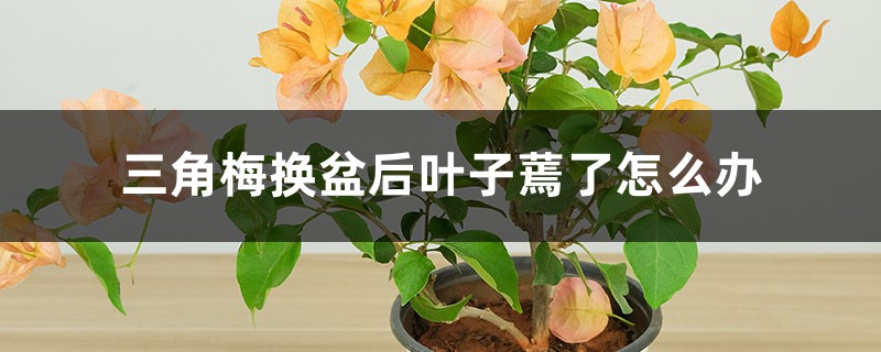三角梅换盆后叶子蔫了如何办