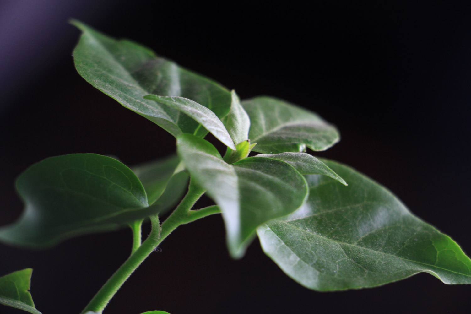 三角梅换盆后叶子蔫了如何办