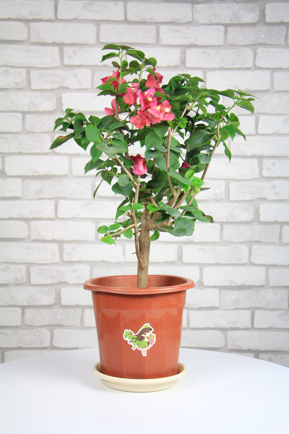 三角梅换盆后叶子蔫了如何办