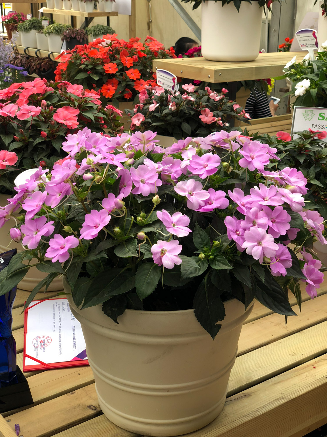 凤仙花叶子蔫了如何办