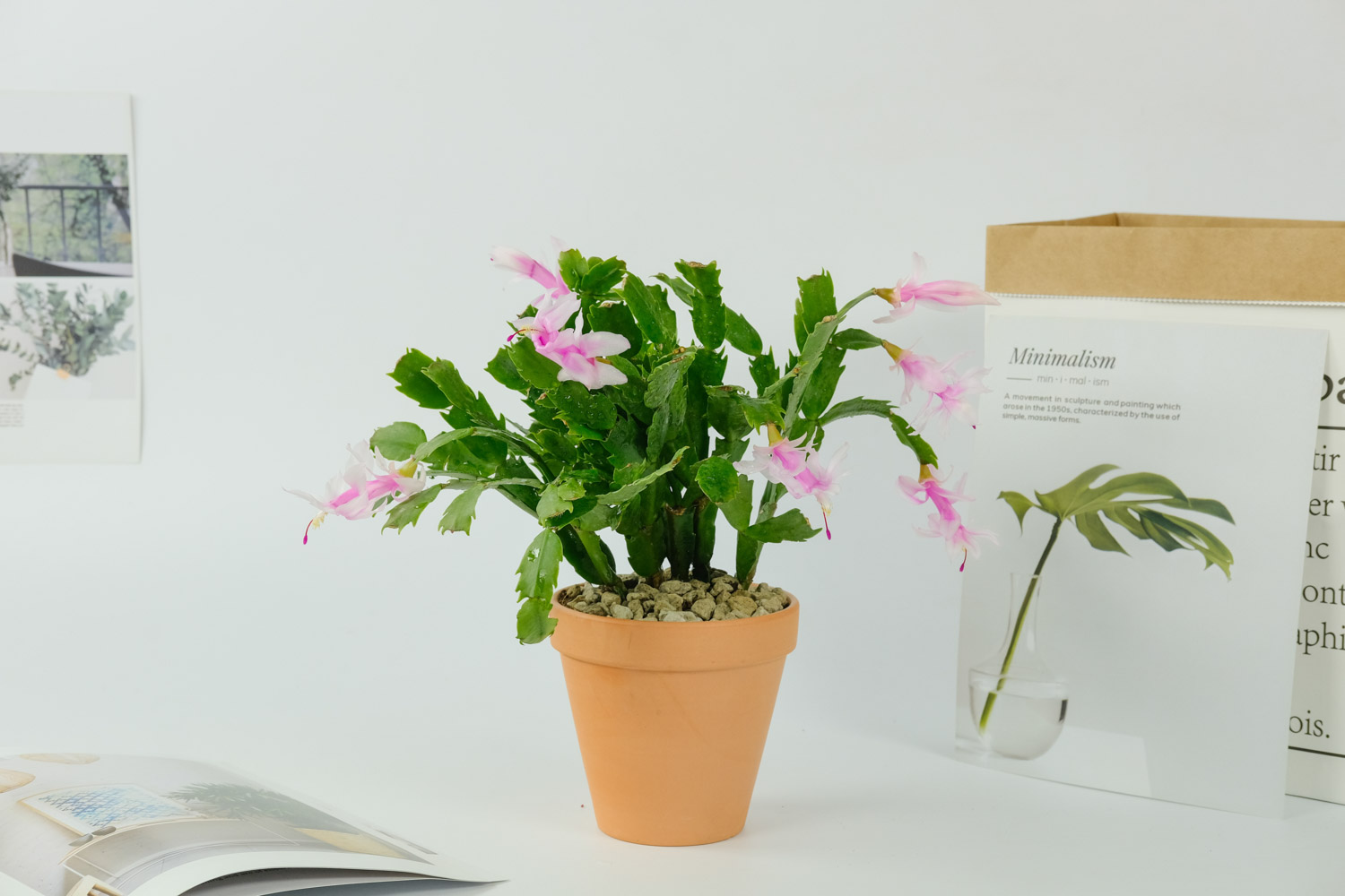 蟹爪兰 蟹爪兰叶子发软如何办