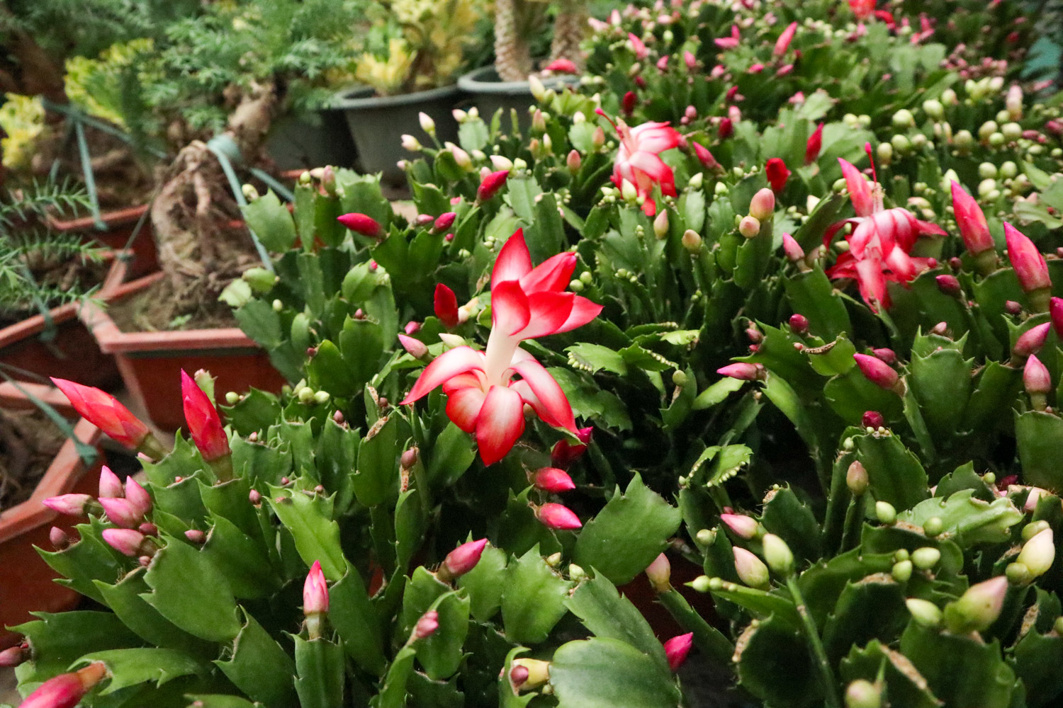 蟹爪兰叶子变薄如何办