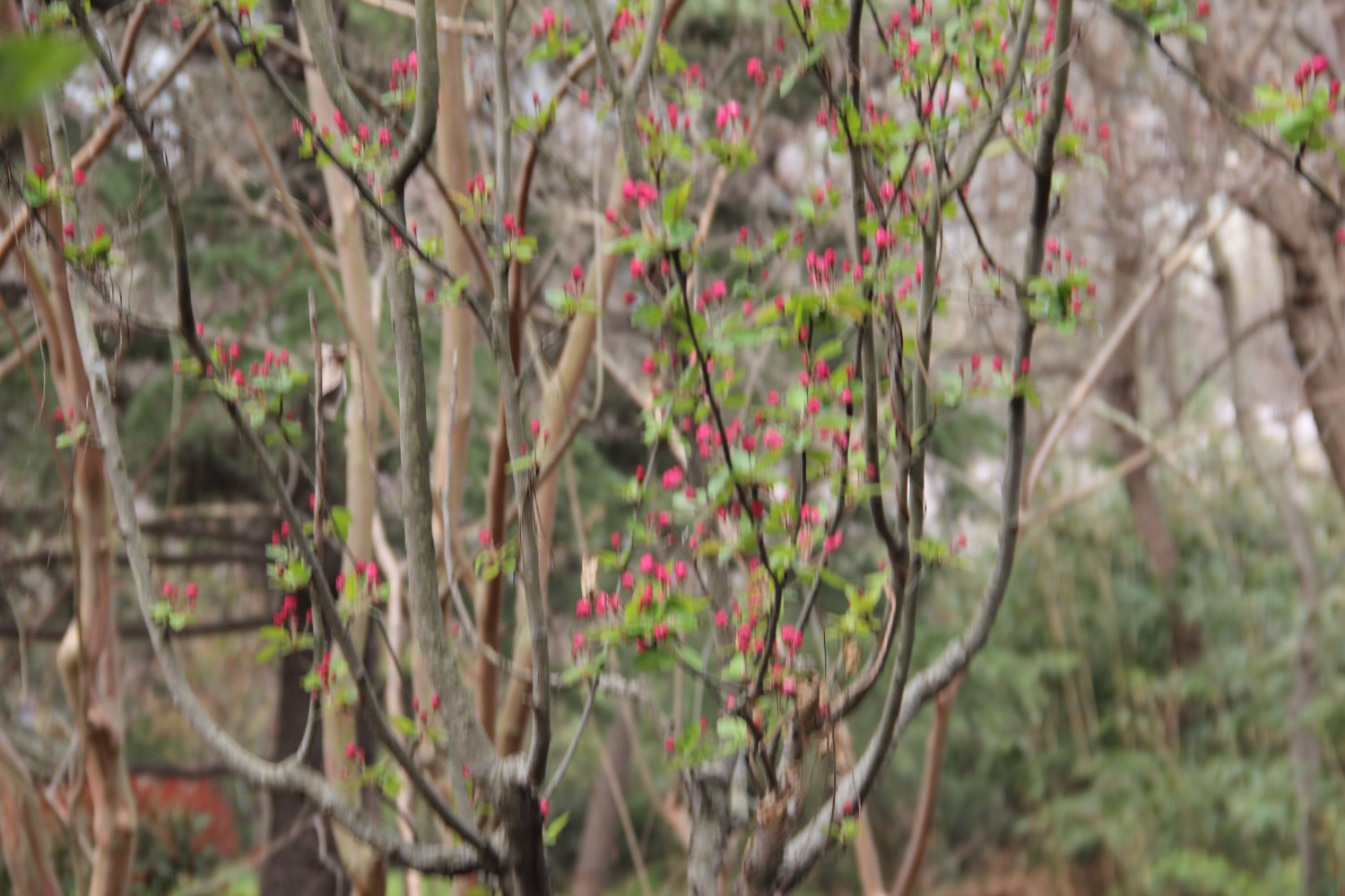 海棠 海棠花叶子枯萎如何办