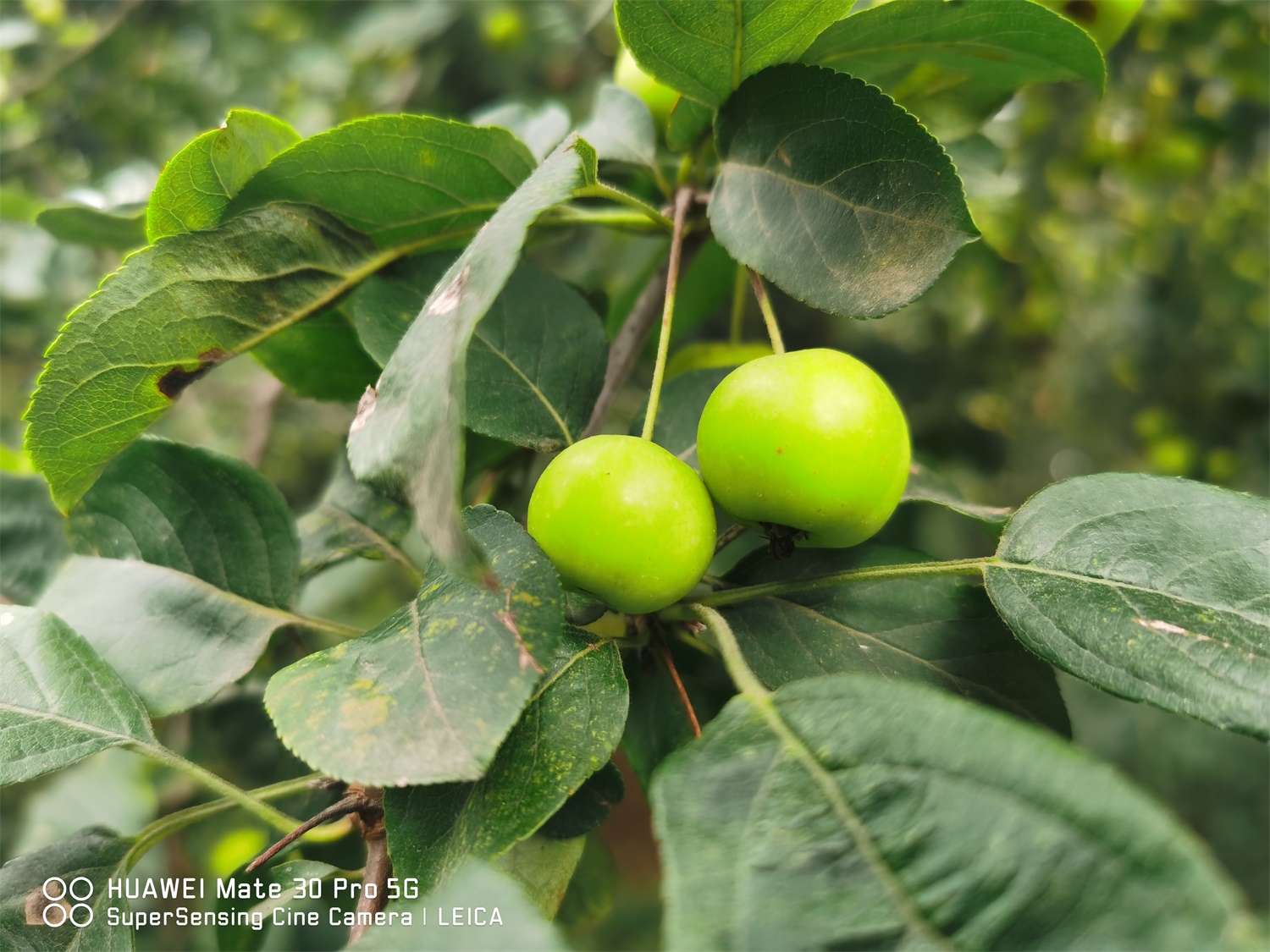 海棠 海棠花叶子枯萎如何办