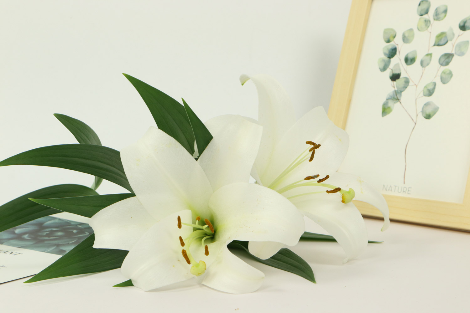 百合花蔫了如何办