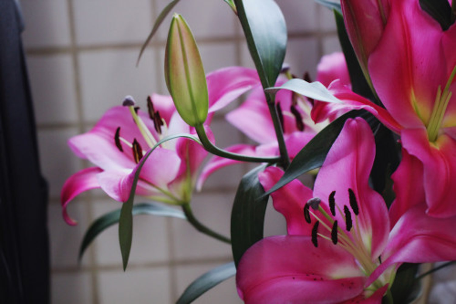 百合花蔫了如何办