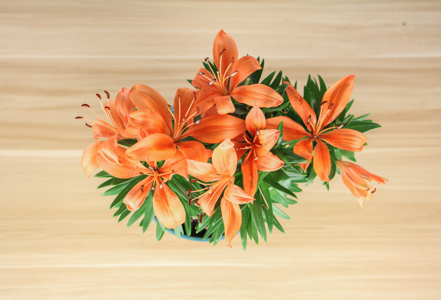 百合花蔫了如何办