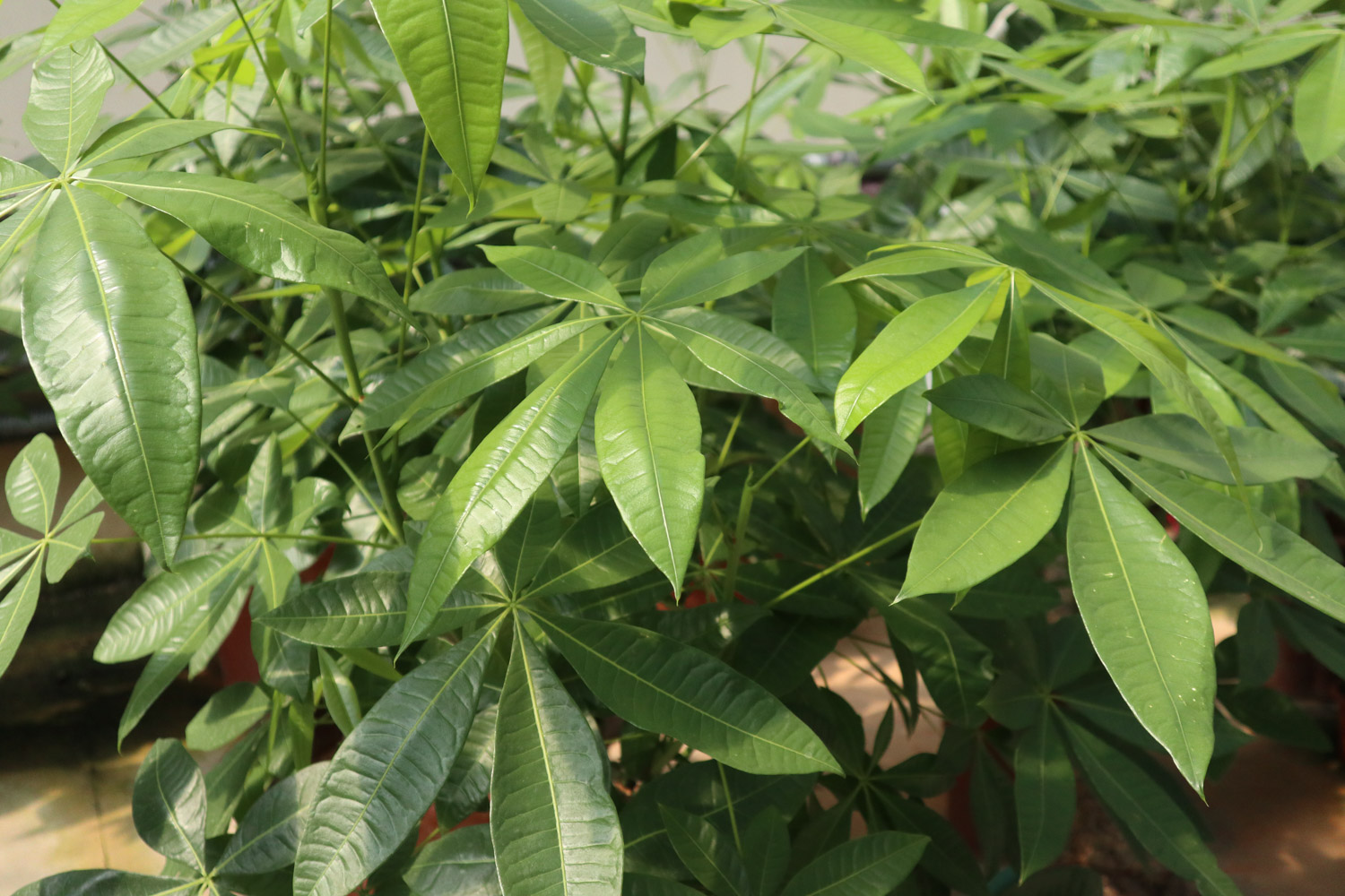 发财树烂皮如何办