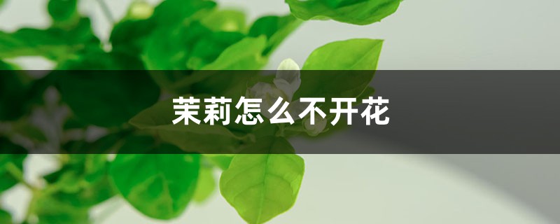 茉莉如何不开花