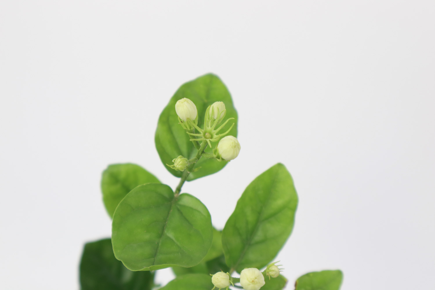 茉莉如何不开花