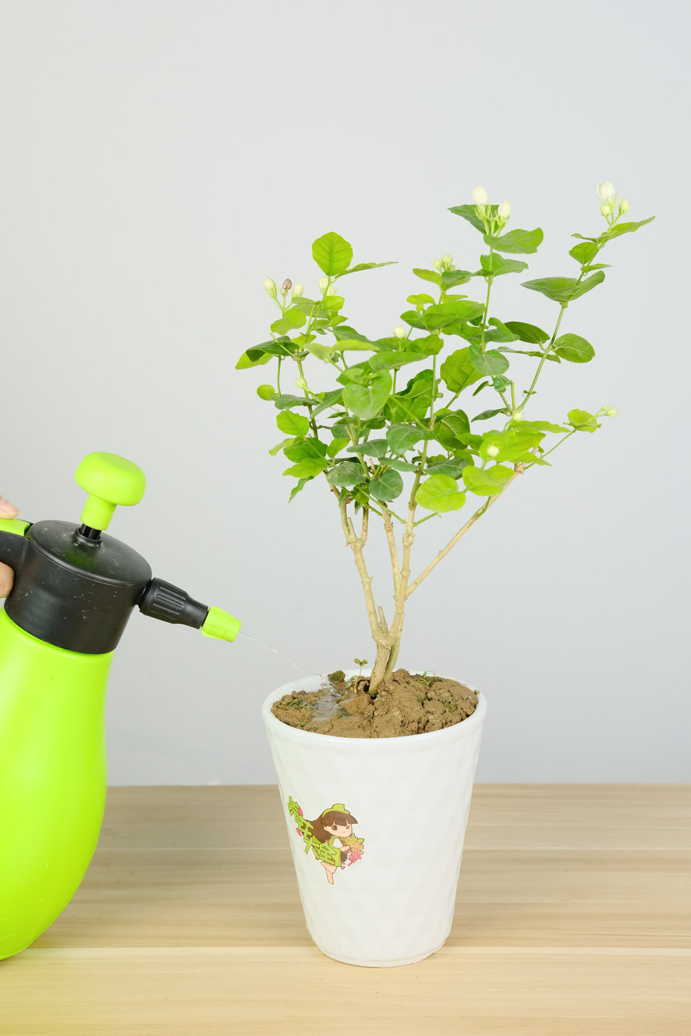 茉莉如何不开花