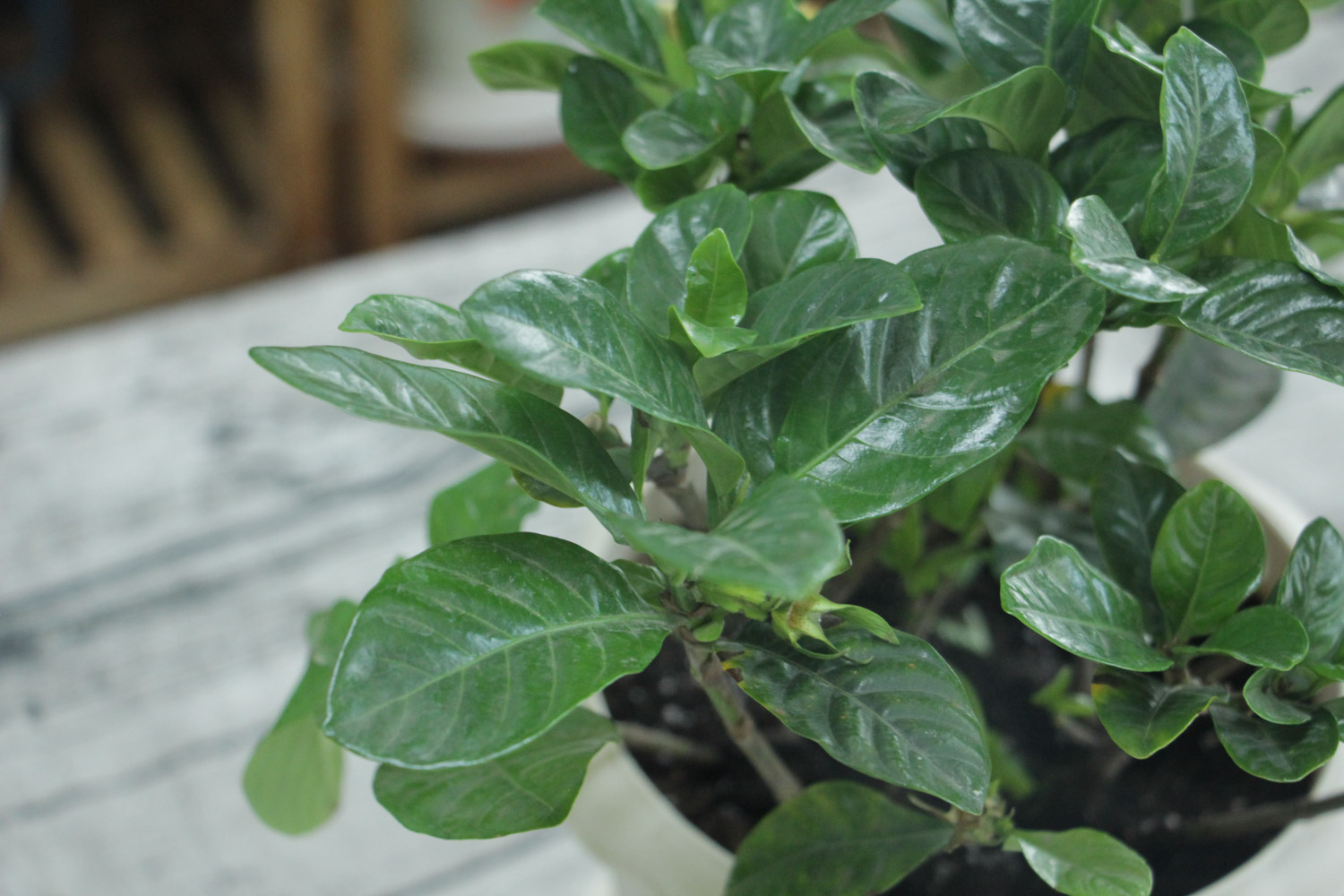 栀子 栀子花花苞发黄如何办