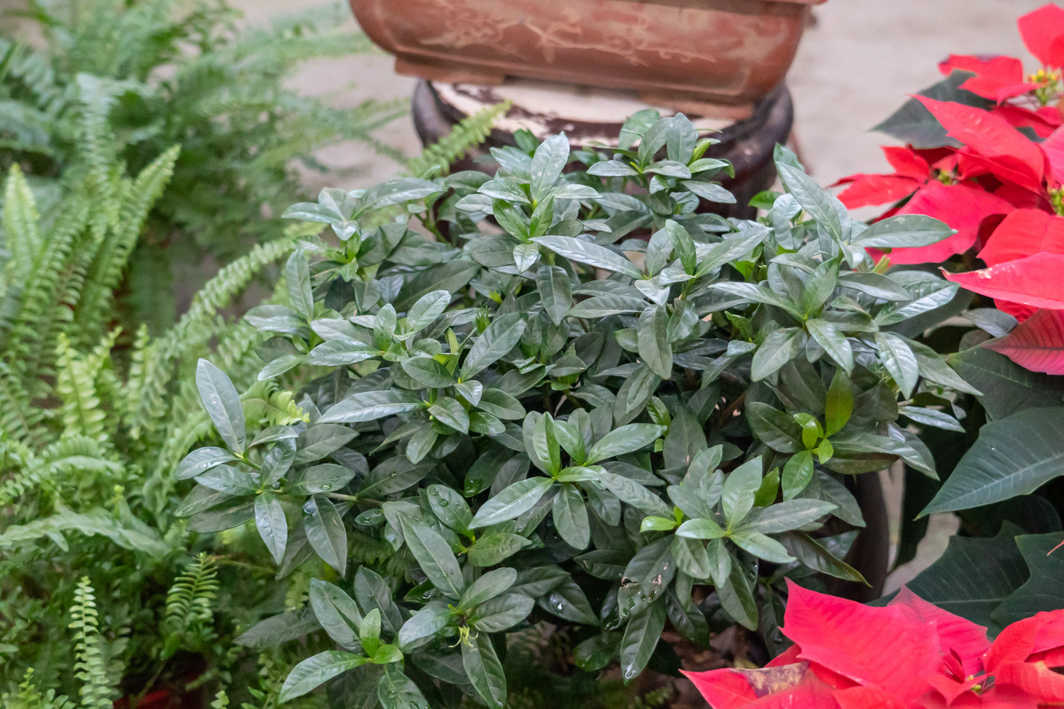 栀子 栀子花花苞发黄如何办