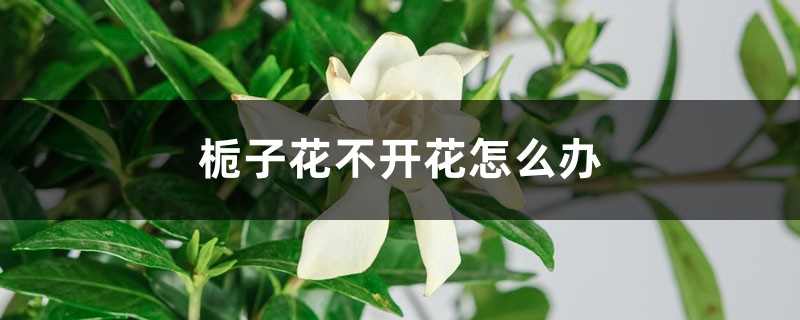 栀子花不开花如何办