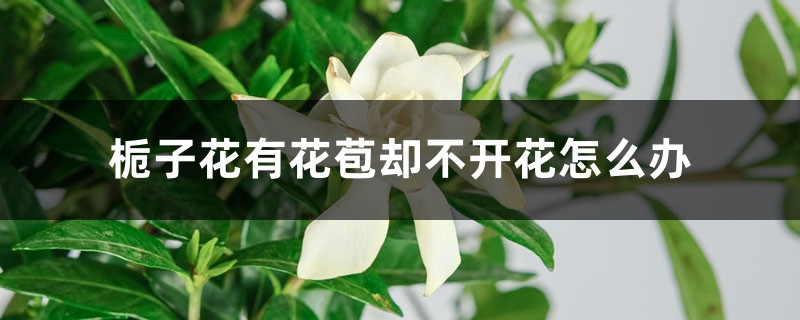 栀子花有花苞却不开花如何办