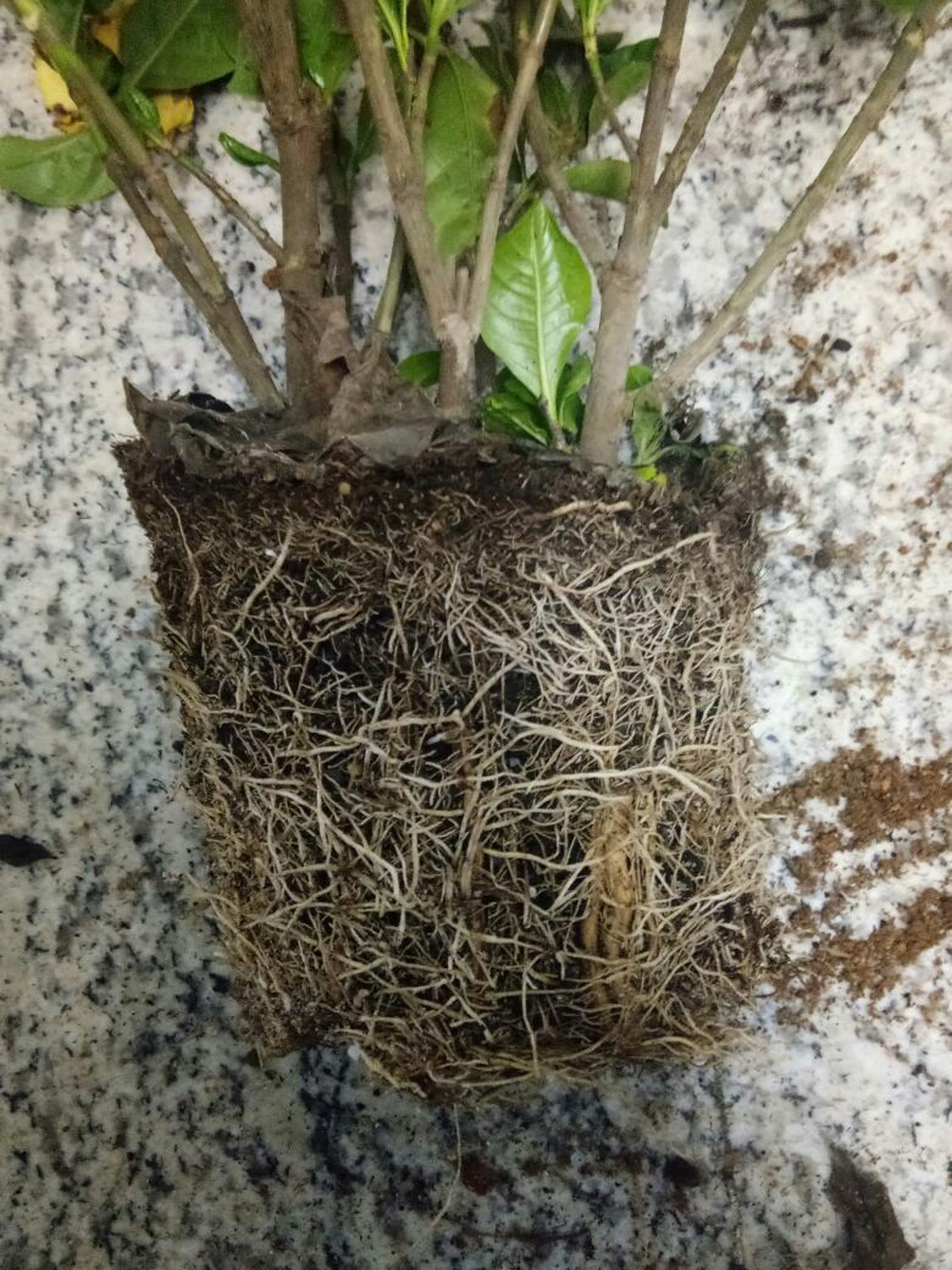 栀子 栀子花有花苞却不开花如何办