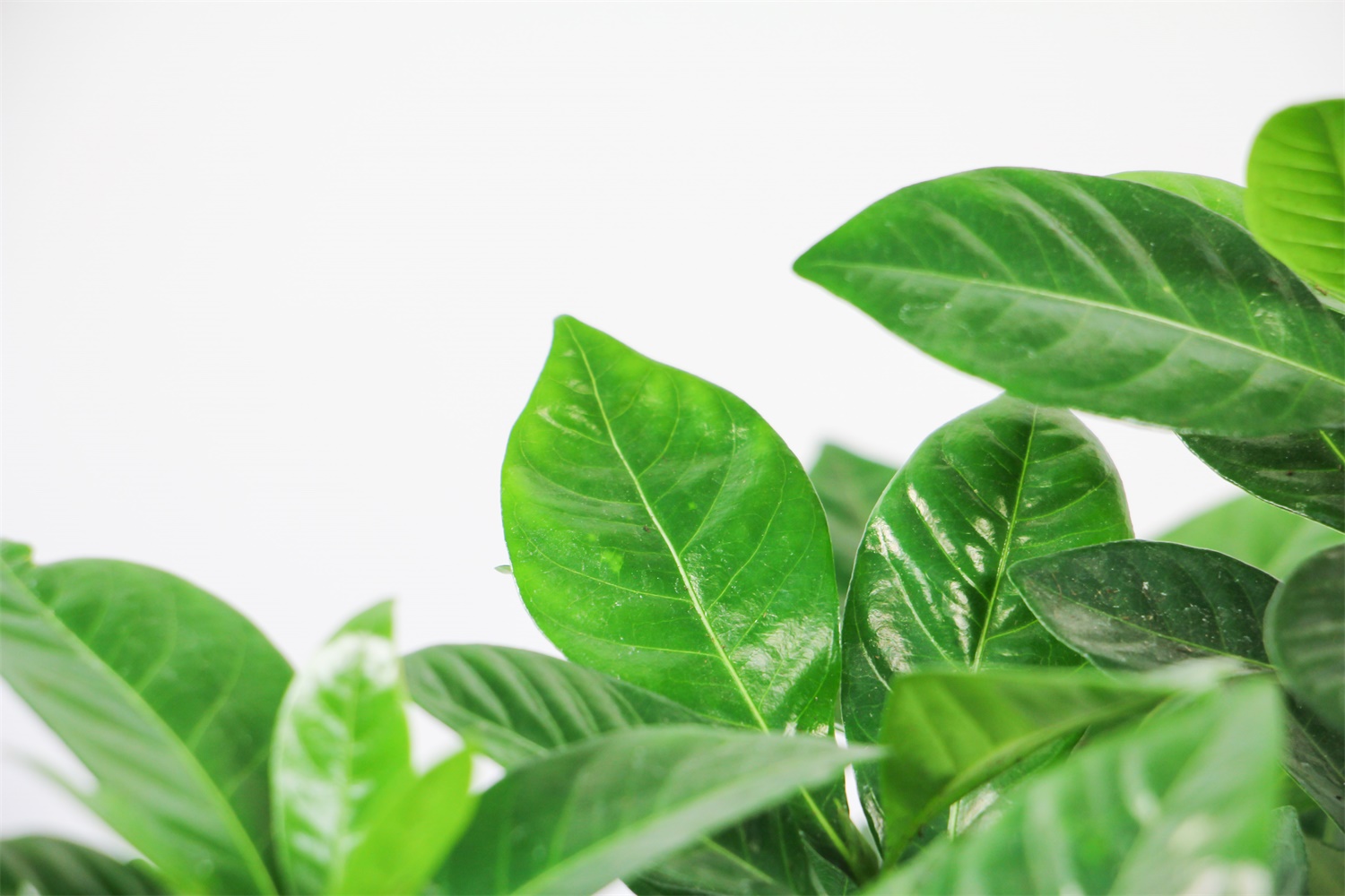 栀子 栀子花有花苞却不开花如何办