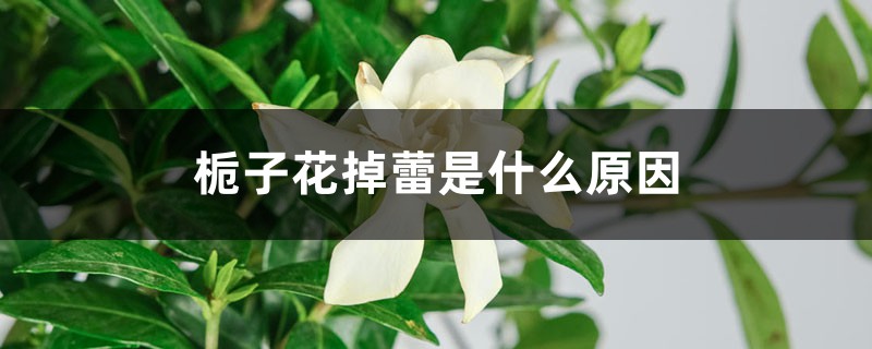 栀子花掉蕾是什么原因