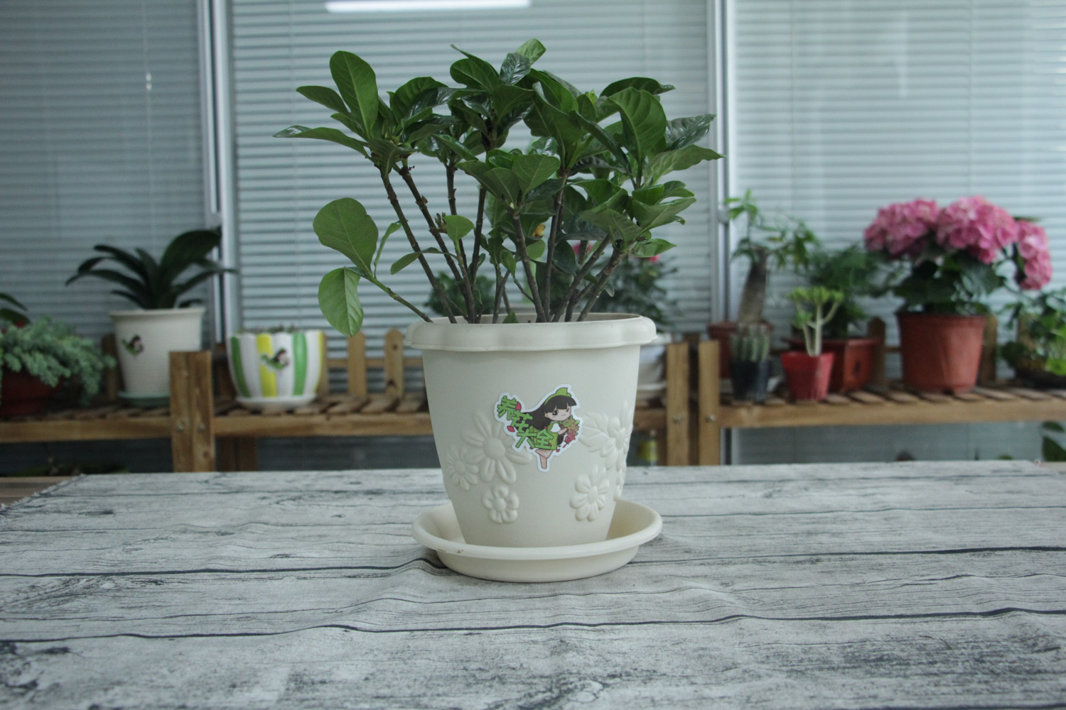 栀子 栀子花掉蕾是什么原因