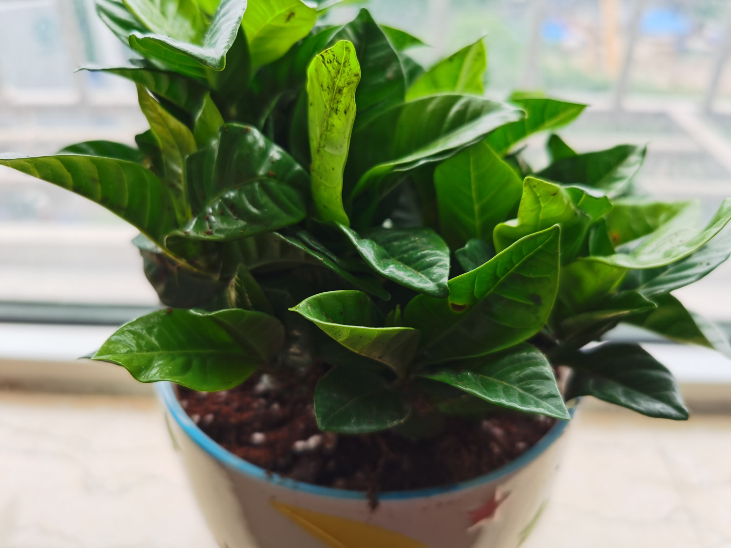 栀子 栀子花掉蕾是什么原因